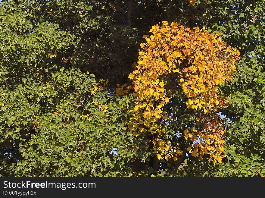 Green and yellow autumn leaves. Green and yellow autumn leaves