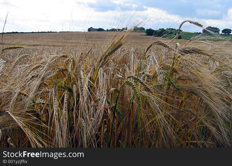 Wheat field