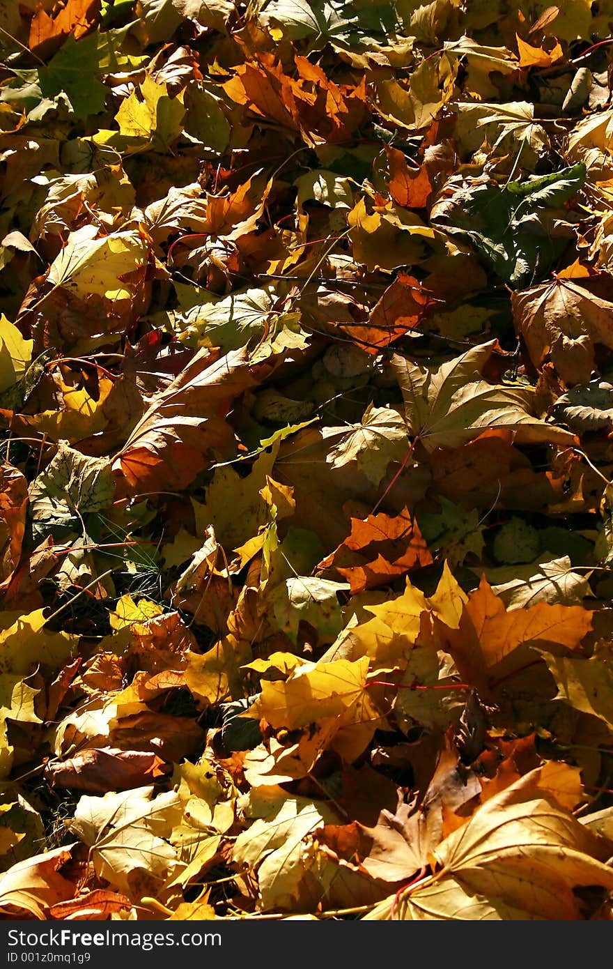 Fallen maple leaves in the autumn. Fallen maple leaves in the autumn