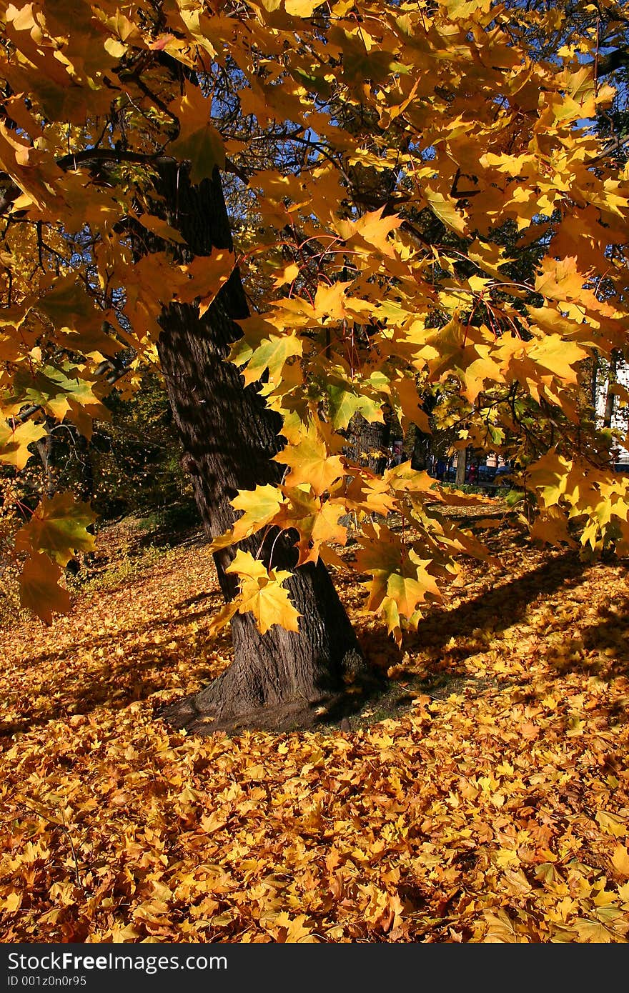 Maple tree with a fallen maple leaves in the autumn. Maple tree with a fallen maple leaves in the autumn