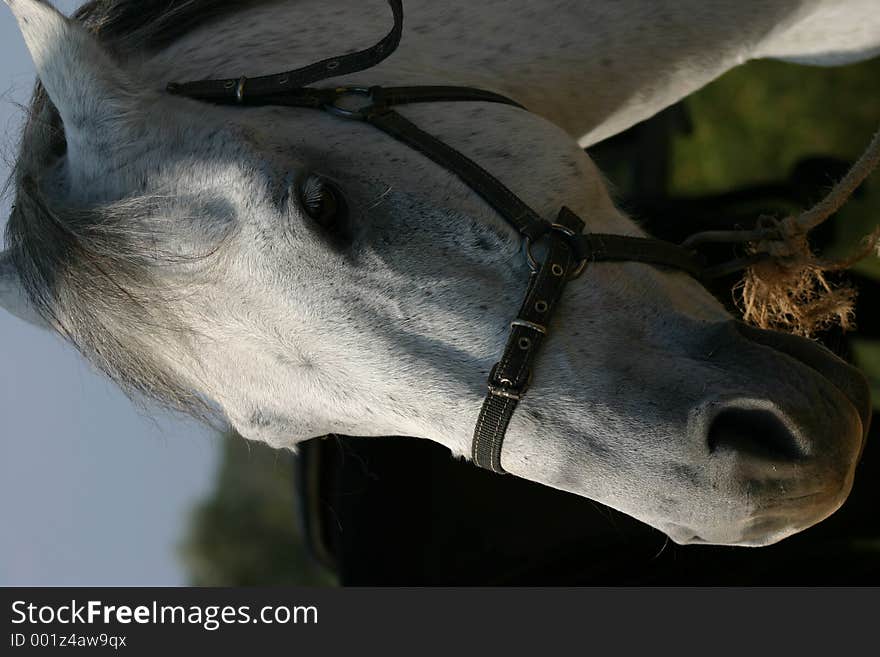 Horse head close up