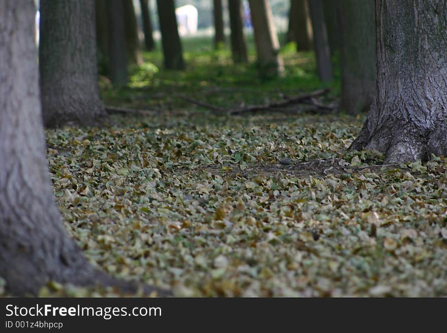 Autumn Leaves