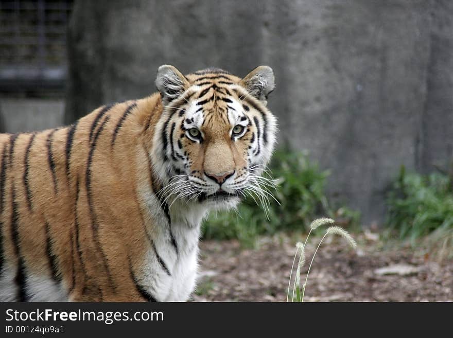 Large Tiger looking at the camera