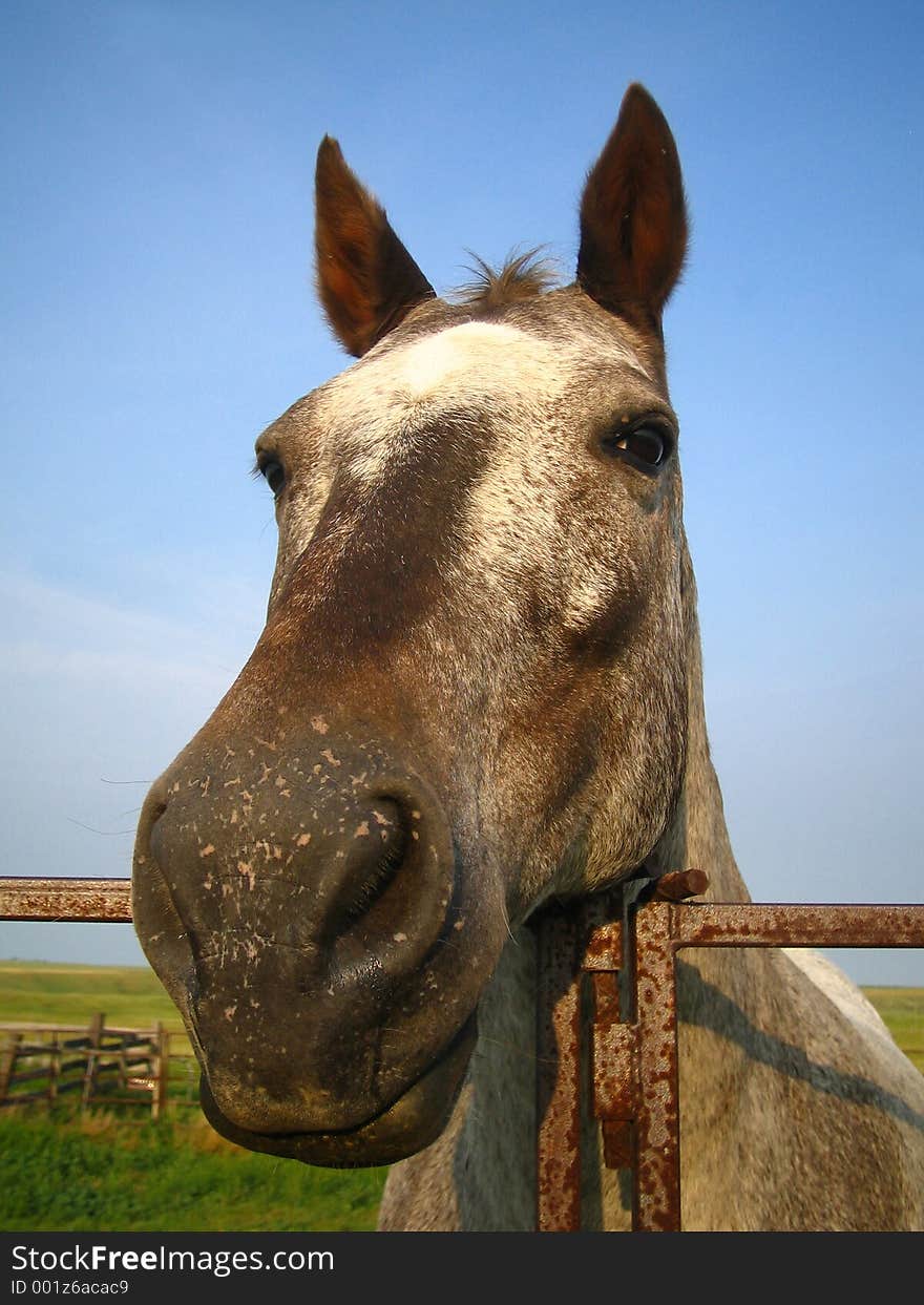 Summer Days with Abby the Horse