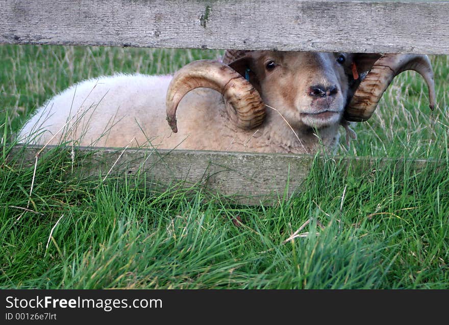 A ram lying down by a wooden fence