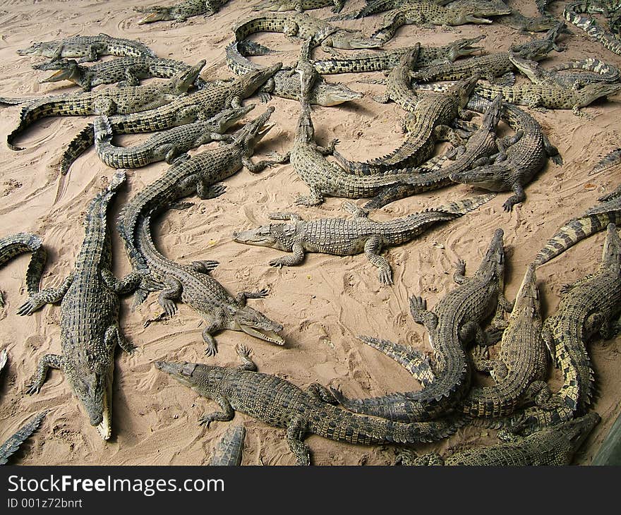 Many crocodiles. Many crocodiles