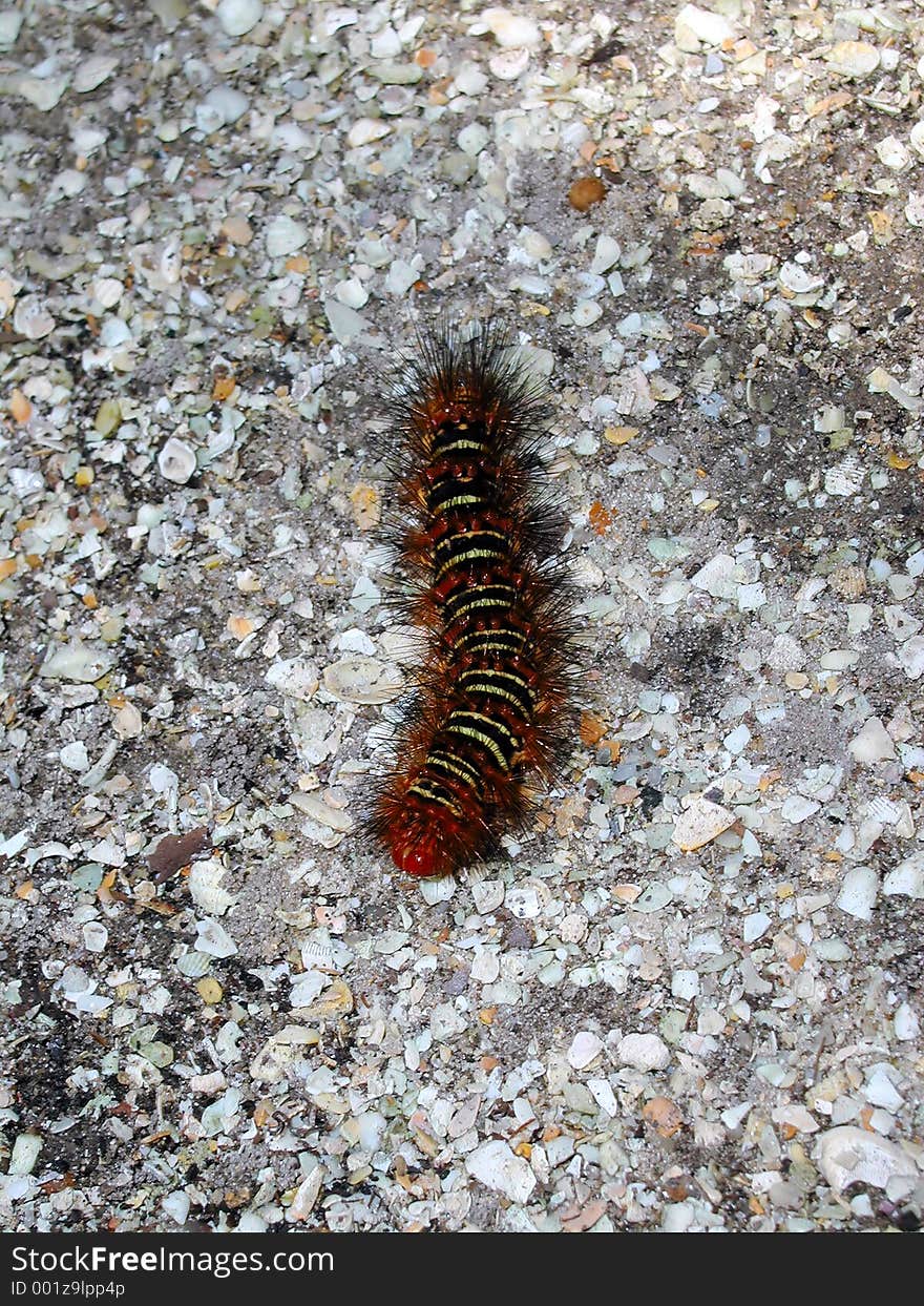 Caterpillar grazing in the Florida Sun. Caterpillar grazing in the Florida Sun