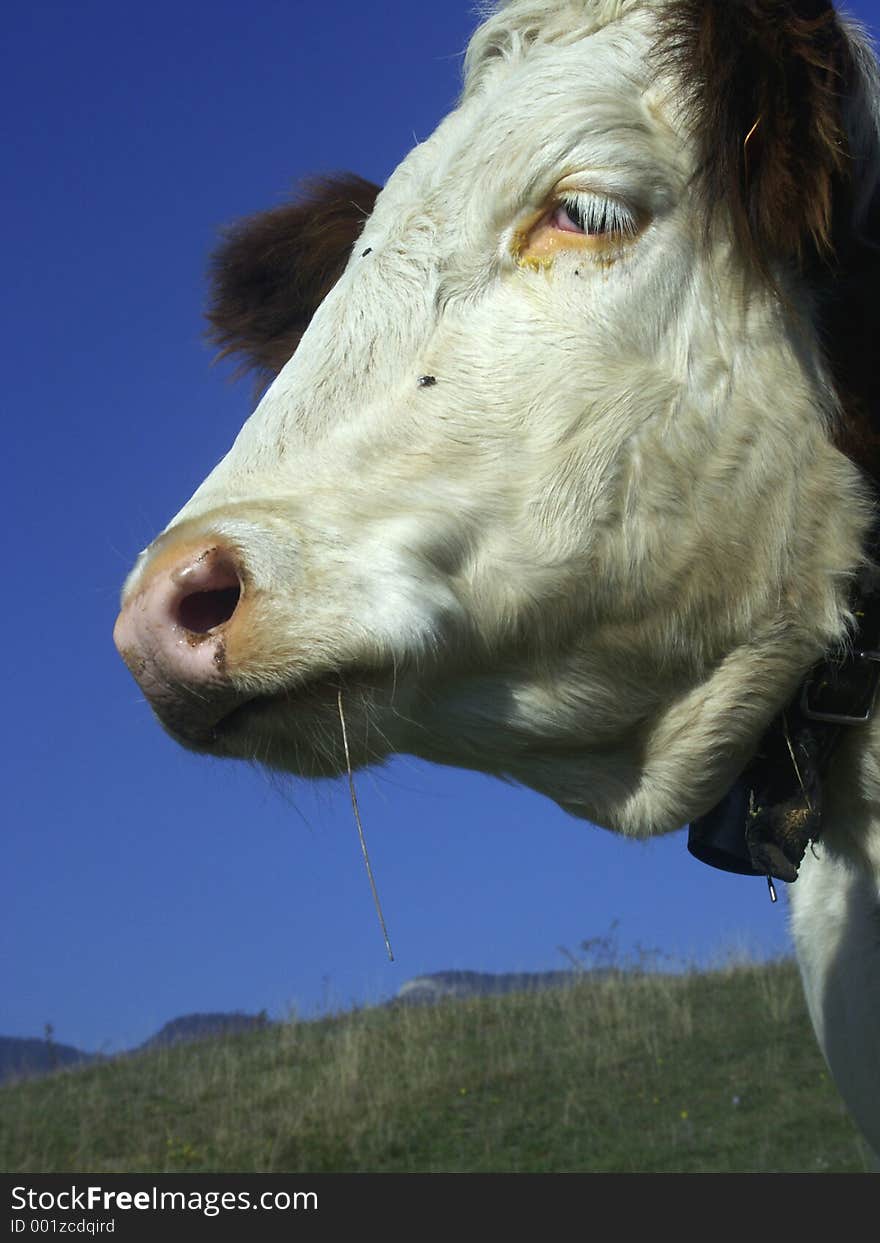 Cow