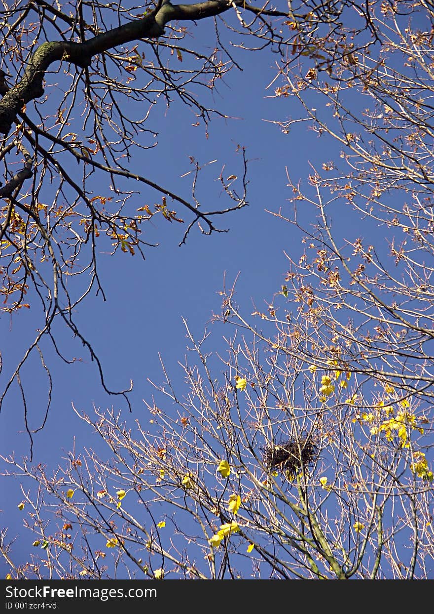 Bird nest in the tree crown