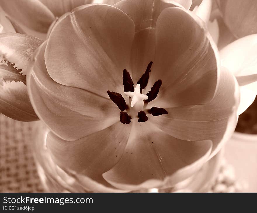 Tulips in Gray