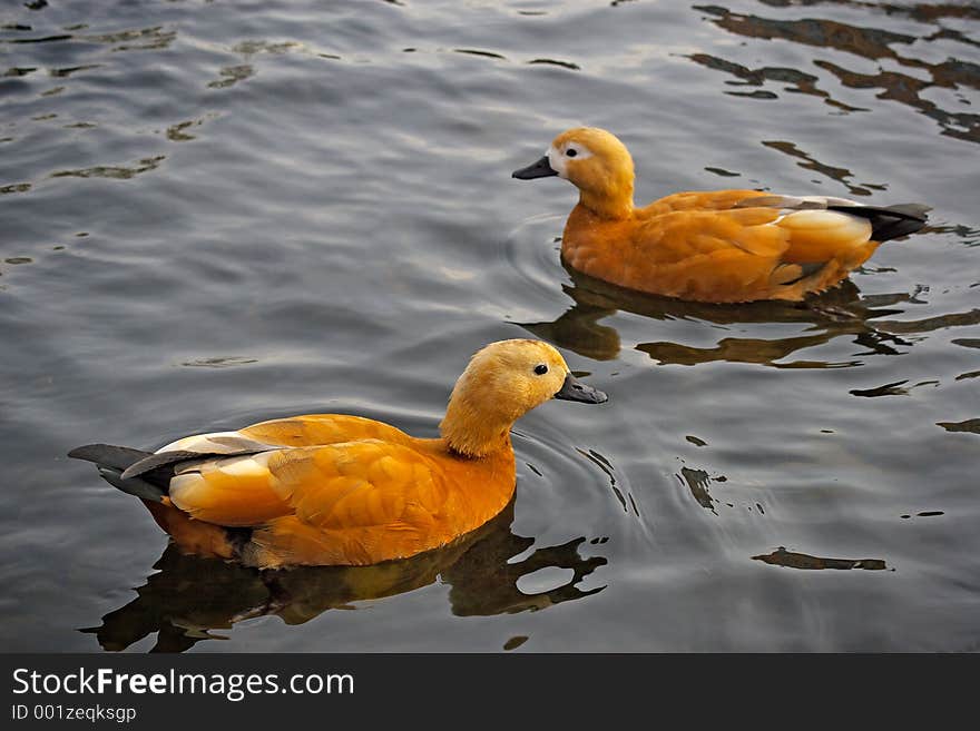 Flying ducks