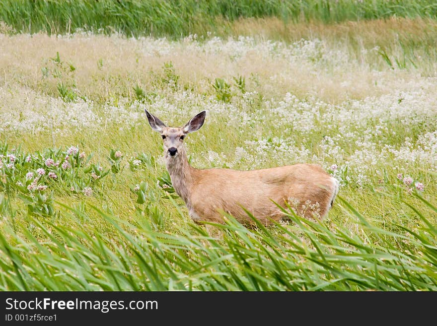 Doe in the grass