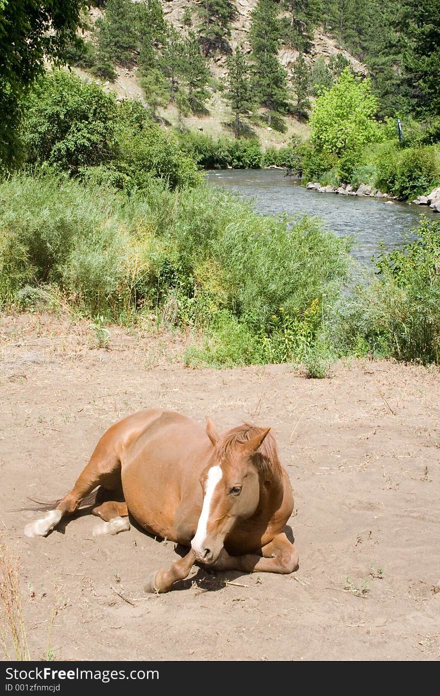 A brown and white horse rolls in the dust near the bank of the North Platte River in Colorado. A brown and white horse rolls in the dust near the bank of the North Platte River in Colorado.