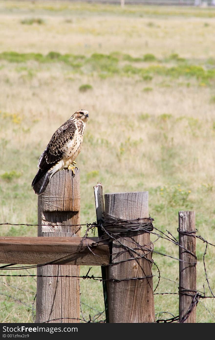 An immature male Harris Hawk perches on a post for a barbed wire ranch fence in northern New Mexico. An immature male Harris Hawk perches on a post for a barbed wire ranch fence in northern New Mexico