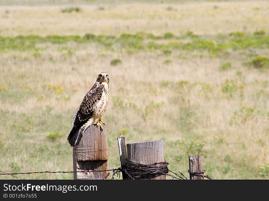 An immature male Harris Hawk perches on the post of a barbed wire ranch fence in northern New Mexico - horizontal orientation. An immature male Harris Hawk perches on the post of a barbed wire ranch fence in northern New Mexico - horizontal orientation