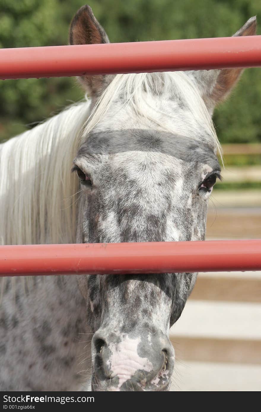 Horse that looks lonely looking out through the gate. Horse that looks lonely looking out through the gate