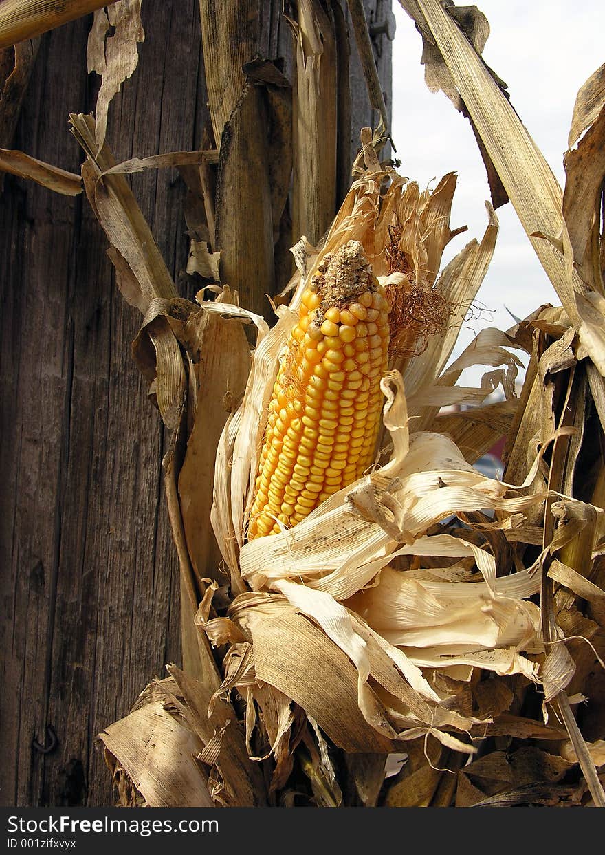 Golden corn hangs on the dried stalks blowing in the fall breeze.