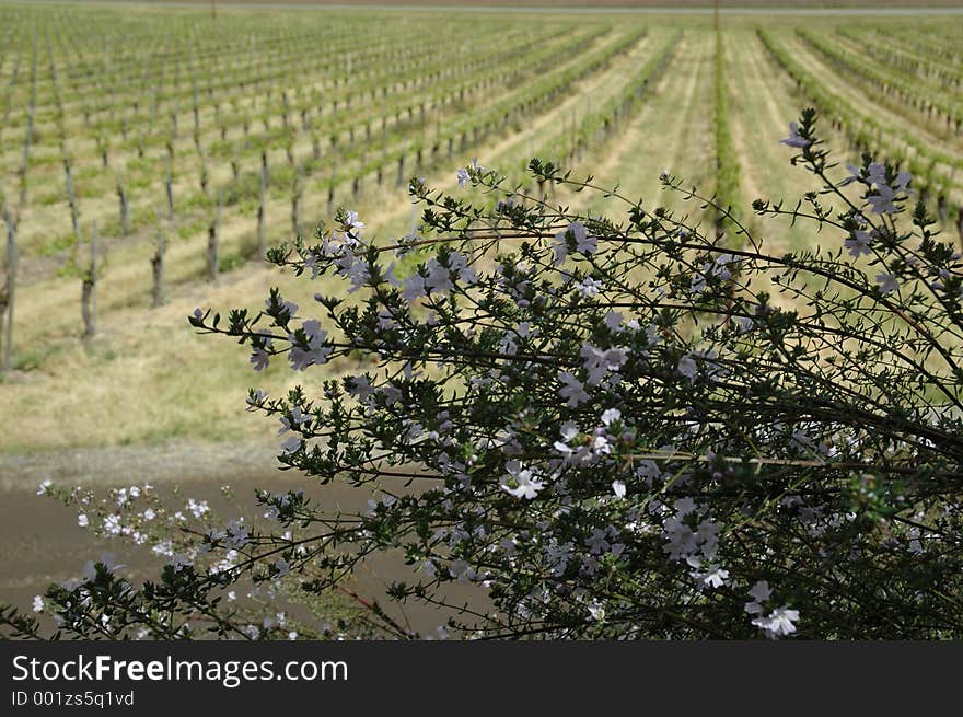 Grape vines in Solvang. Grape vines in Solvang