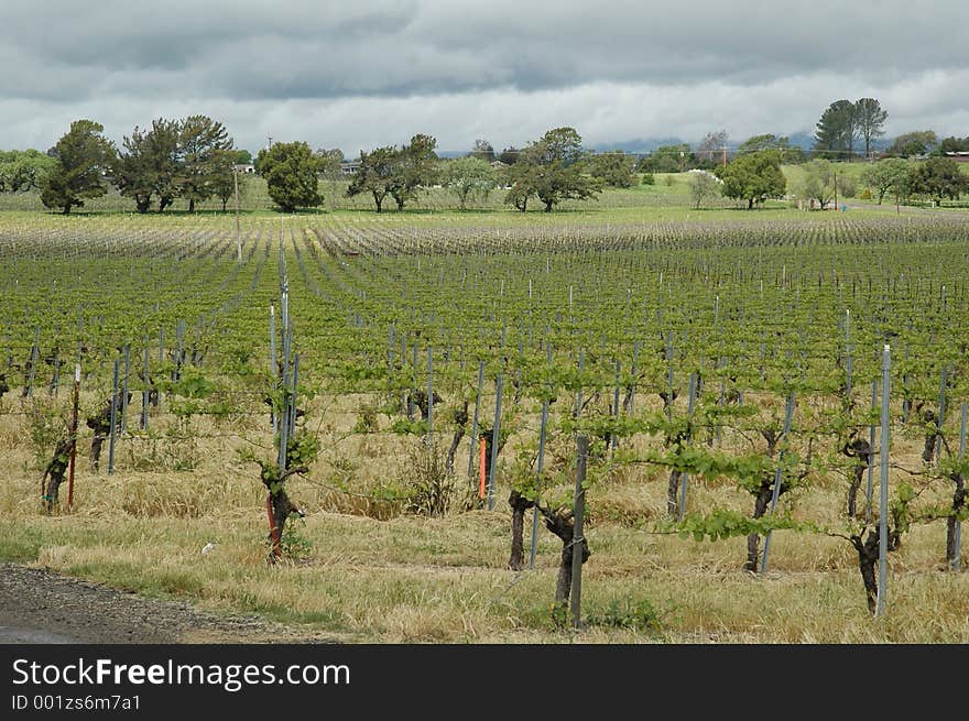 Vintage on Vines