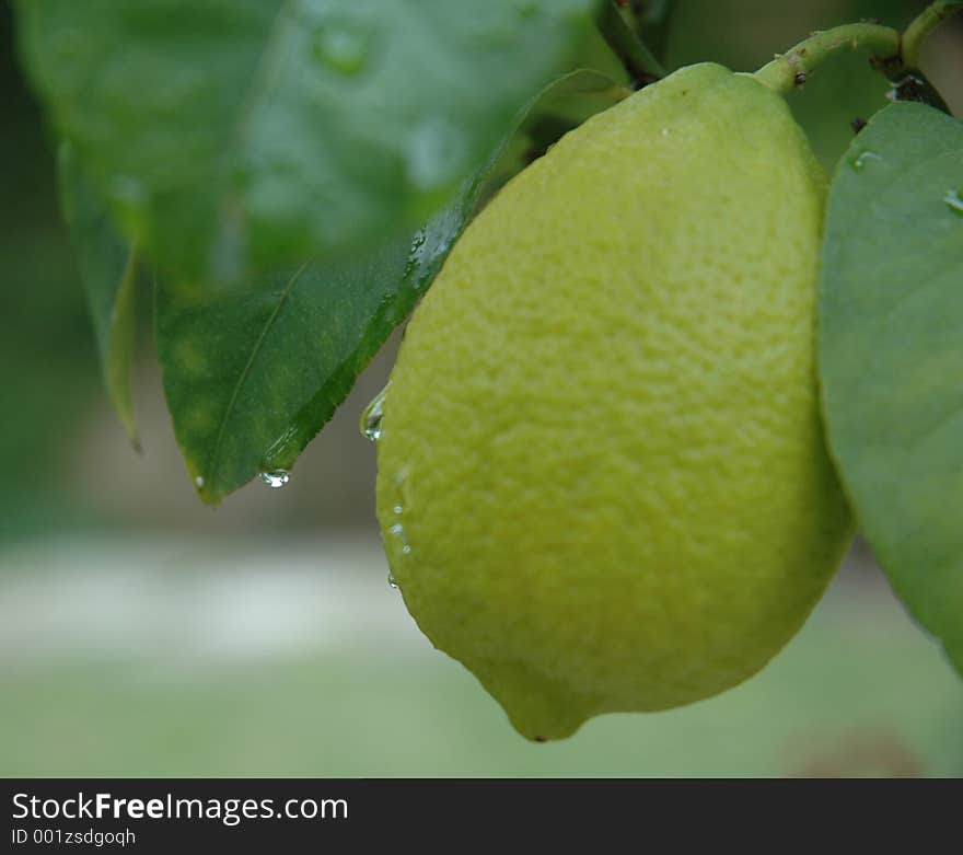 Lemon on a tree. Lemon on a tree