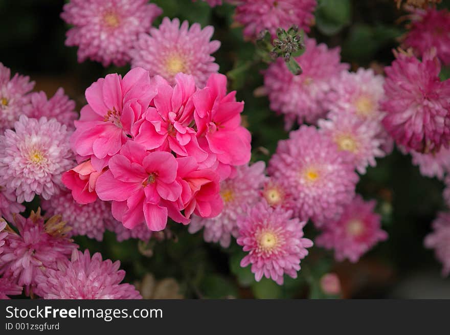 Pink Bouquet