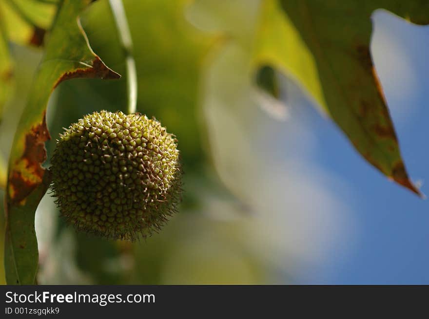 Hanging Pod