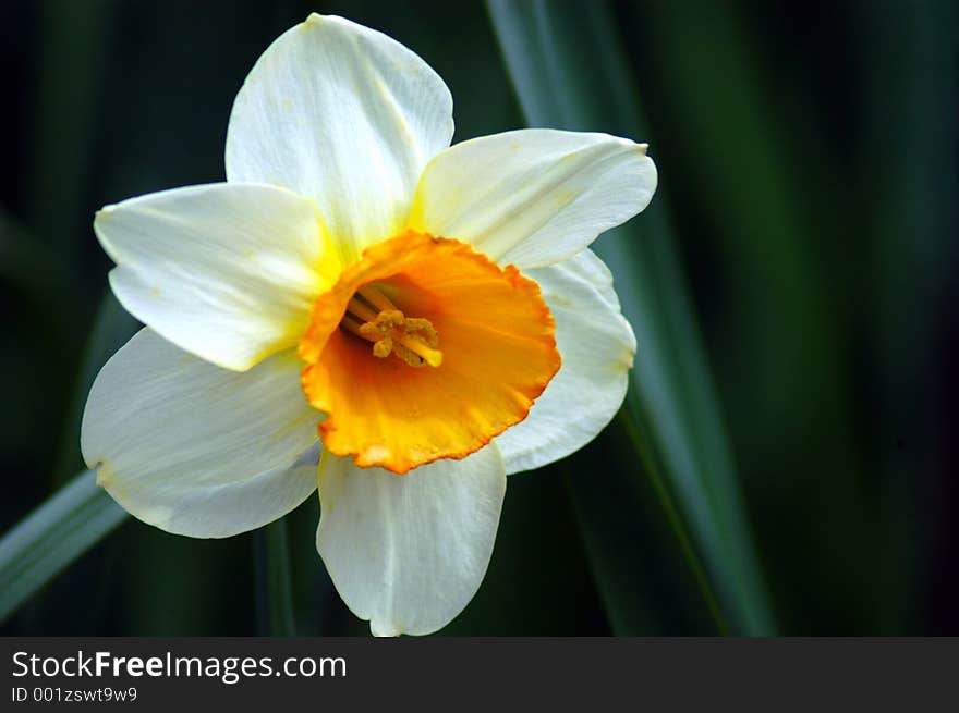 Close up of a daffodil