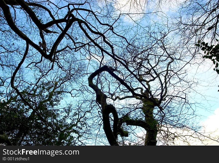 Tree in winterlight. Tree in winterlight