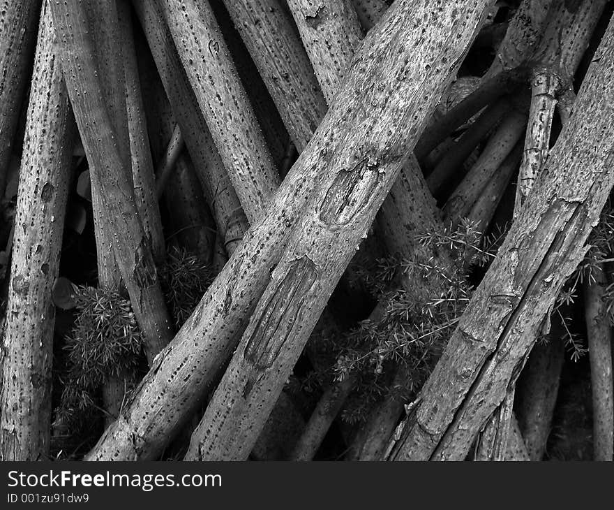 Above ground tree roots located on Maui