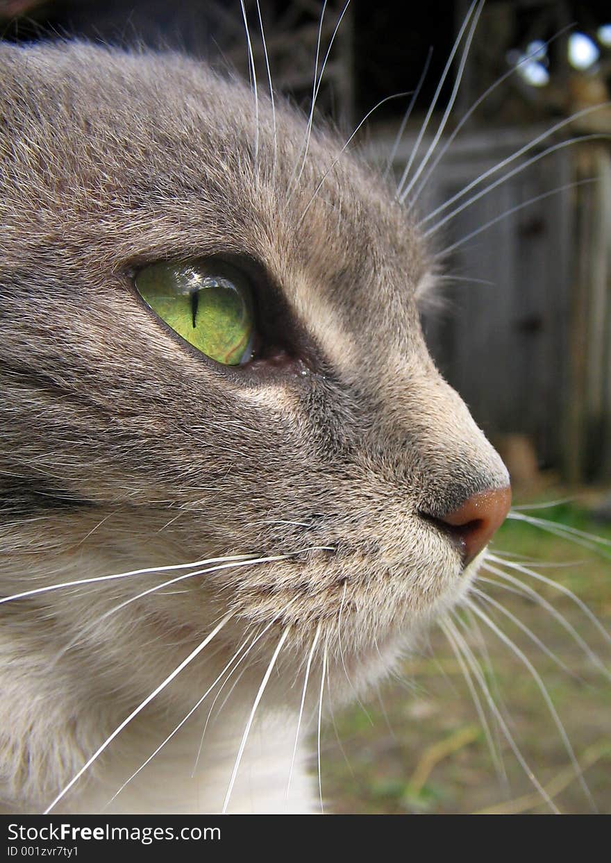 My favourite cat, posing for me. My favourite cat, posing for me.