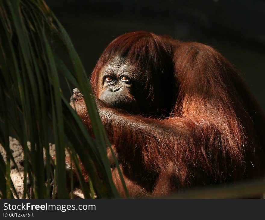 Orangutan Looking Over Arm