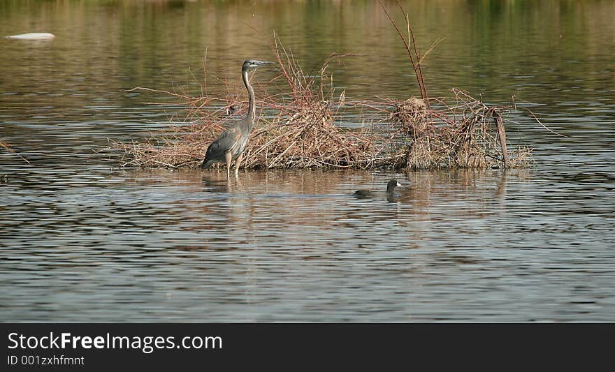 Heron Wading In Rio Salado. Heron Wading In Rio Salado