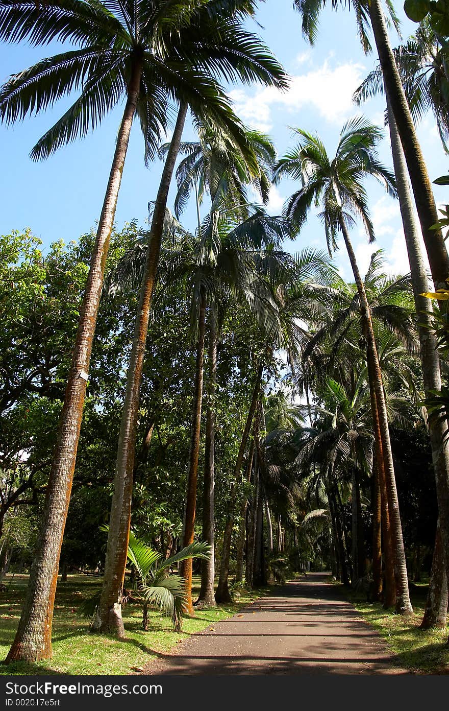 Coconut pathway