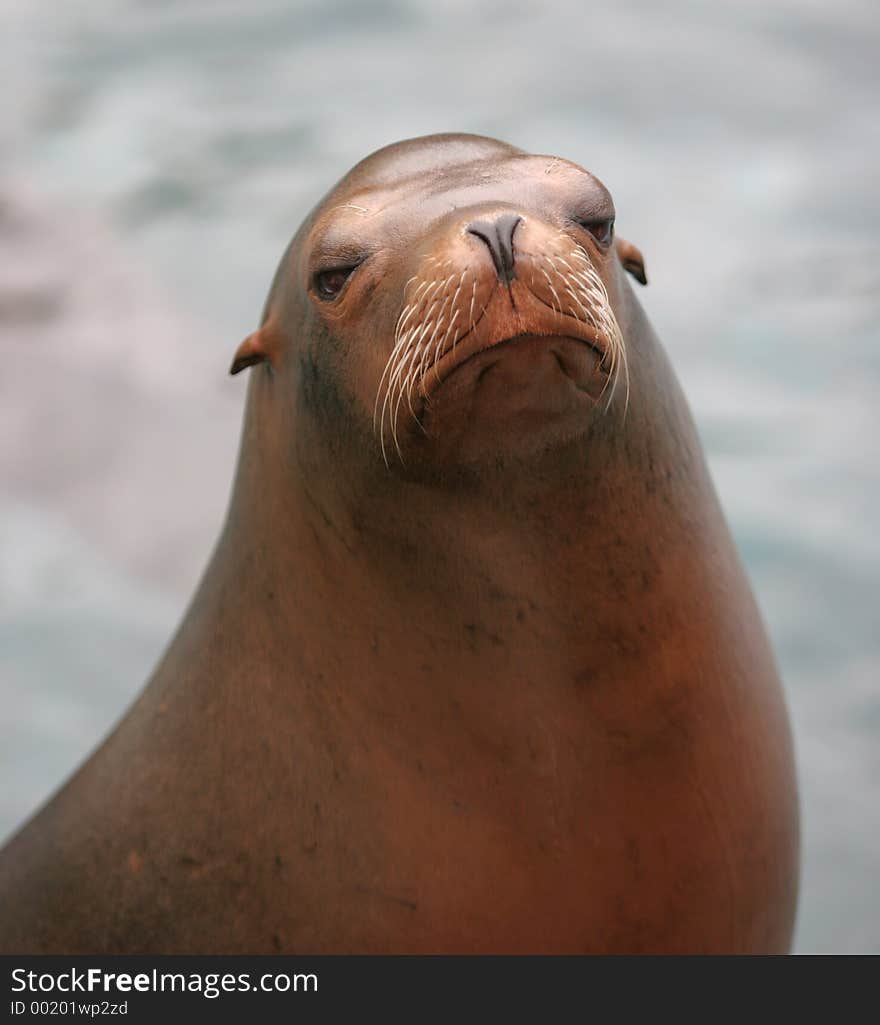 Sealion