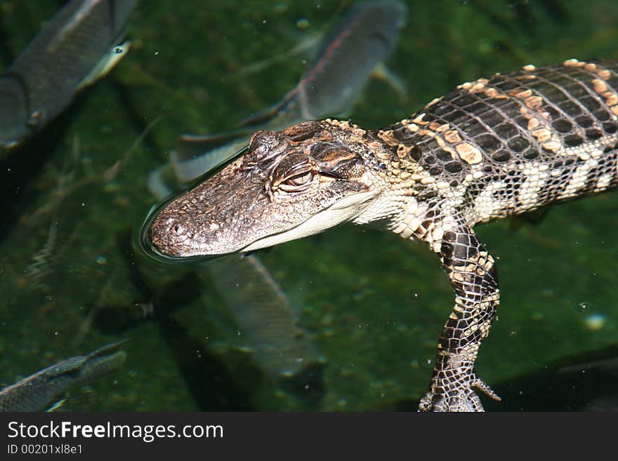 Baby Gator