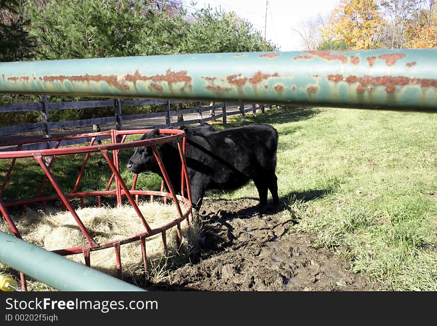 Black gow grazing from her red bin behind a rusted green fence. Black gow grazing from her red bin behind a rusted green fence