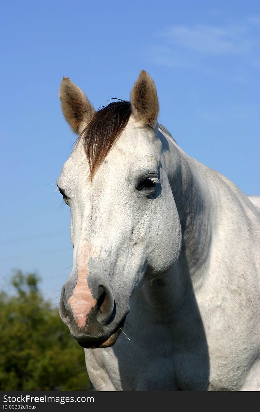 Dapple gray mare with sleepy expression, against blue winter sky, afternoon sunlight.