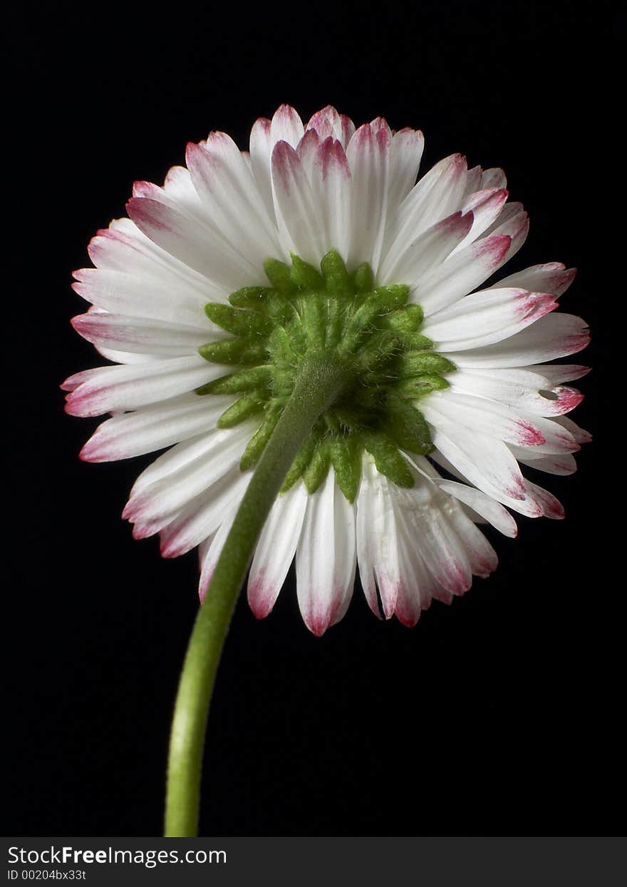 Single daisy, isolated, with clipping path. Single daisy, isolated, with clipping path