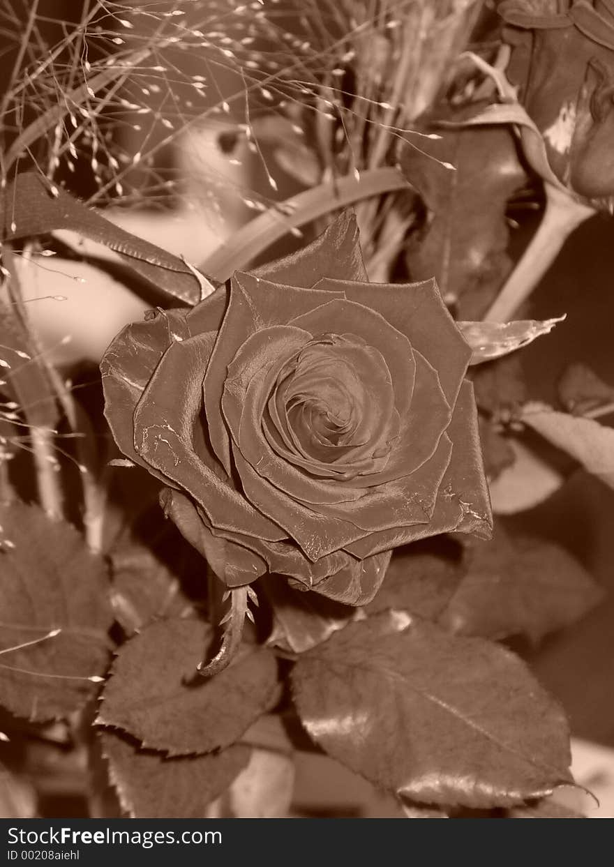 Red Rose (Sepia)