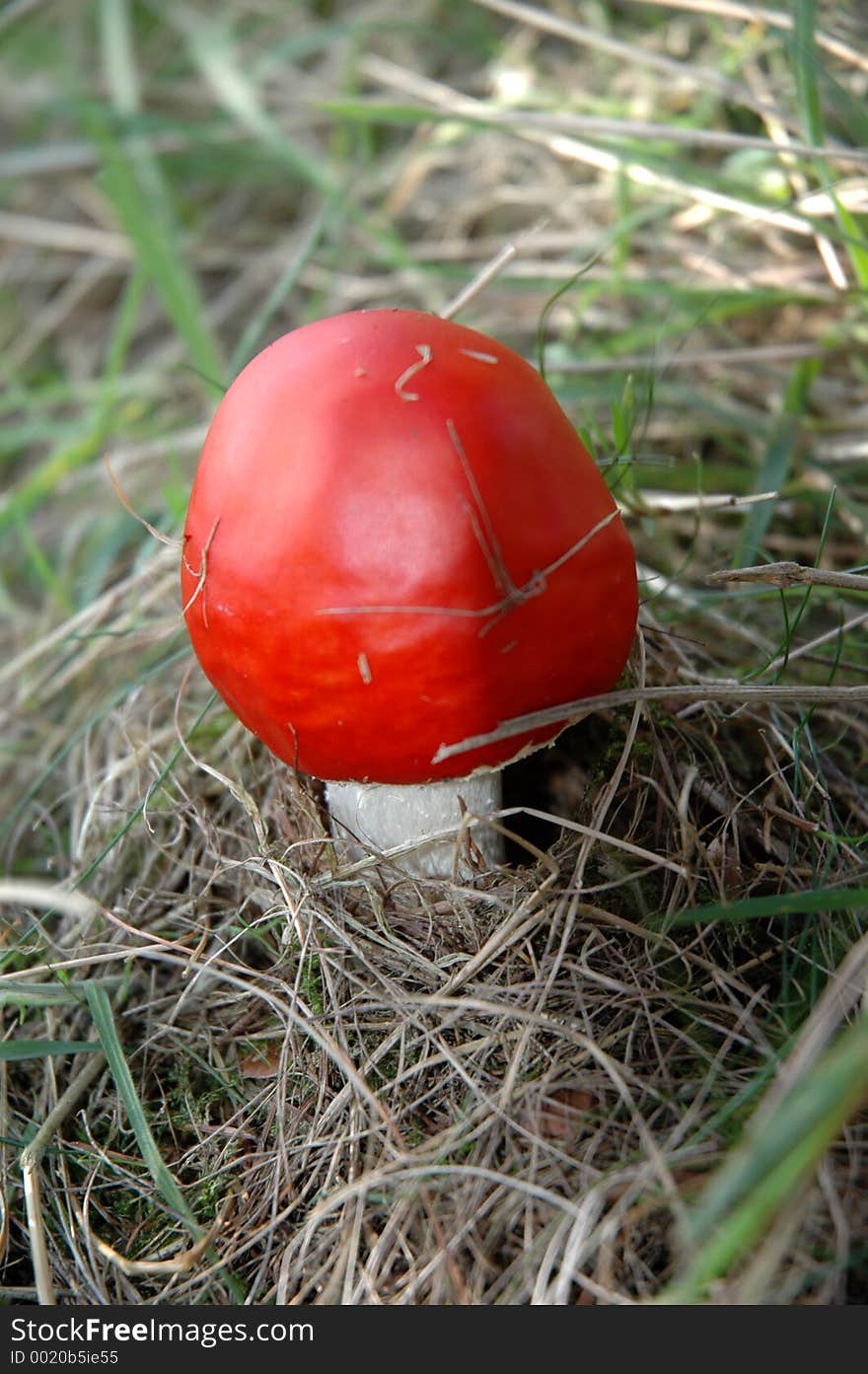 Red Mushroom Flatcap