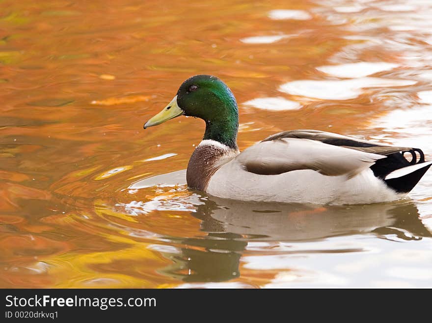 Drake duck in the fall. Drake duck in the fall