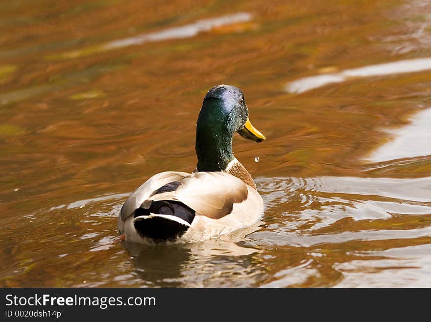 Lonely Mallard