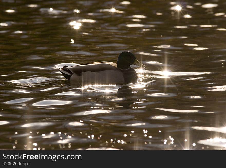 Mallard silhouette