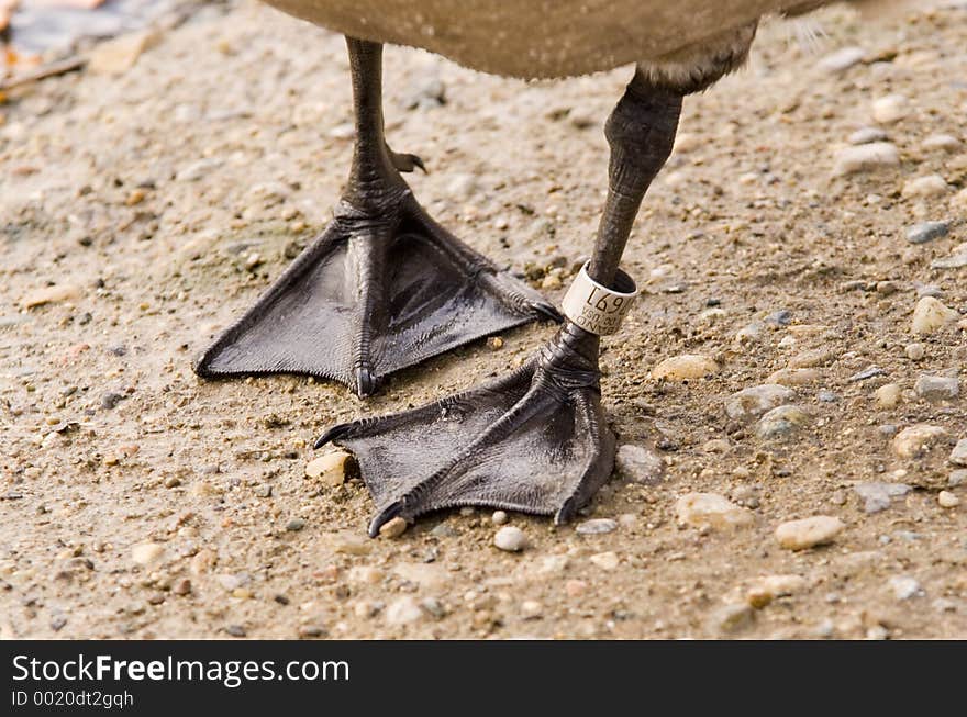 Banded foot