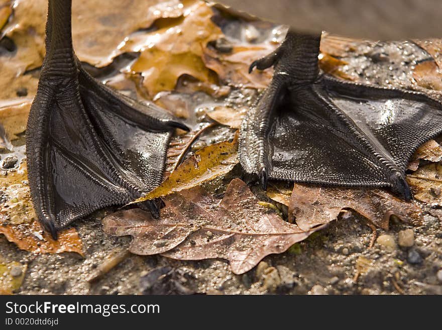 Web goose feet