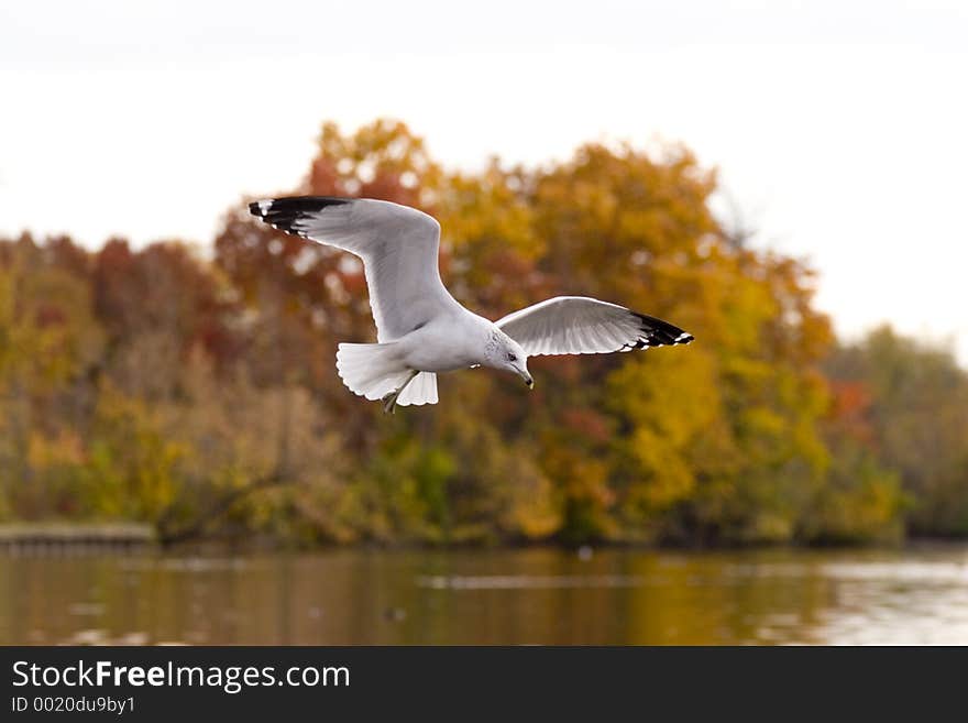 Diving gull