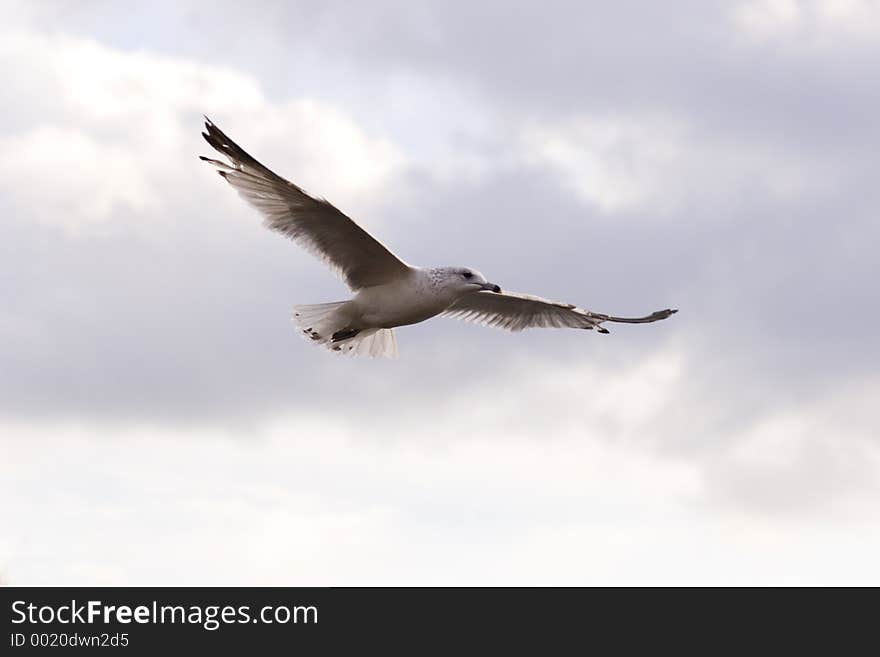 Soaring seagull