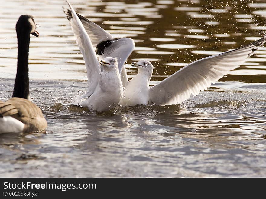 Frightend seagulls