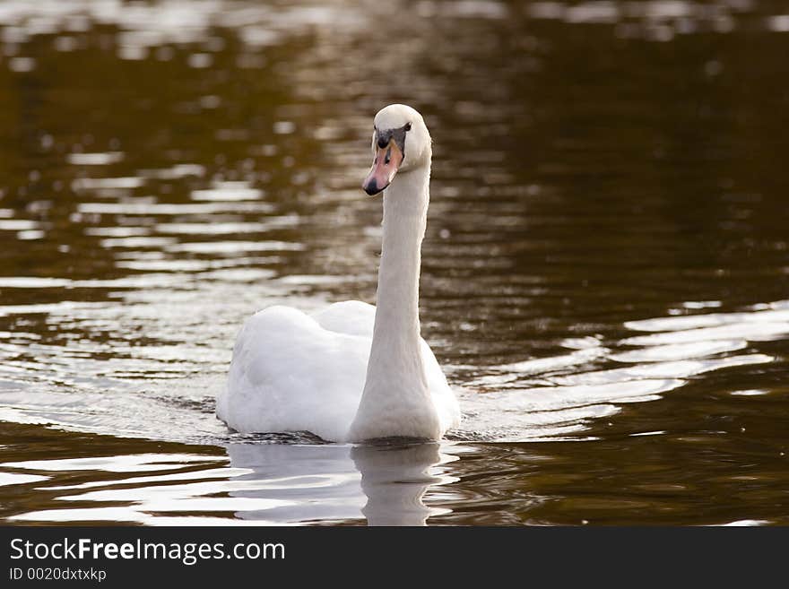 Gliding swan