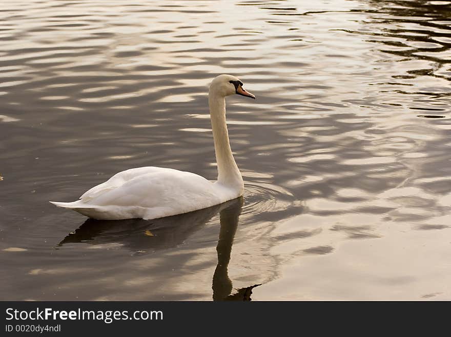 Quiet Pond Swan